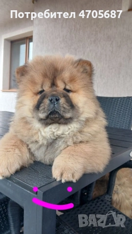 Чисто кръвни бебета със родословие, снимка 2 - Чау Чау - 54082274