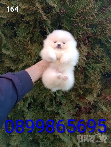 Различни възрасти ! Мини Померани. Реални снимки !!! , снимка 6 - Померан - 53795072