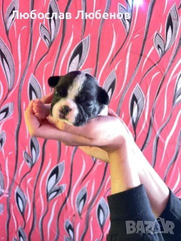 Френски булдог , снимка 12 - Френски булдог - 53639444