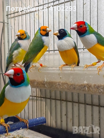 Продавам различни видове амадини