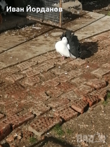 Гълъби Фенерлий, снимка 5 - Гълъби - 52275322