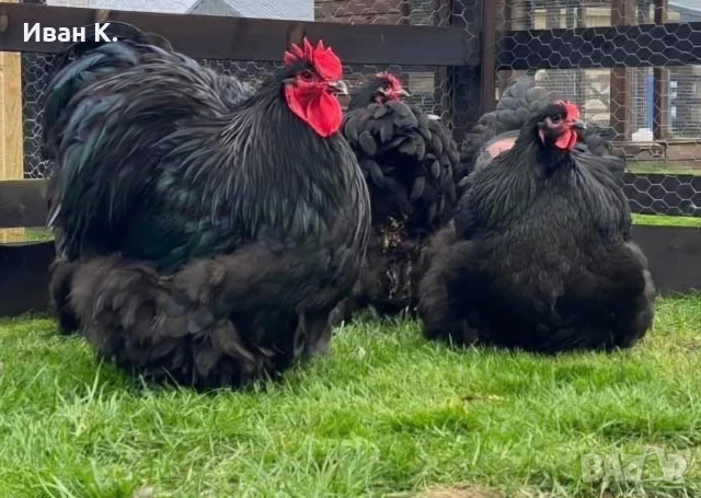 Продавам черен Орпингтон. , снимка 1 - Кокошки и пуйки - 53829349