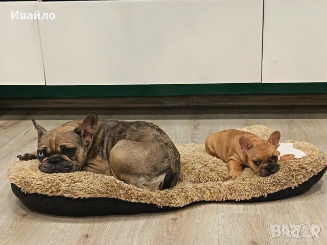 Френски булдог момиче, снимка 7 - Френски булдог - 53866669