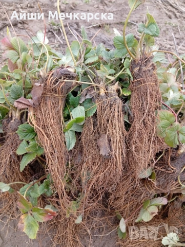 Продавам разсад ягоди сорт Алба., снимка 10 - Разсади - 51310162