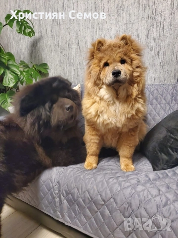 Чистокръвни Чау Чау , снимка 9 - Чау Чау - 53014484