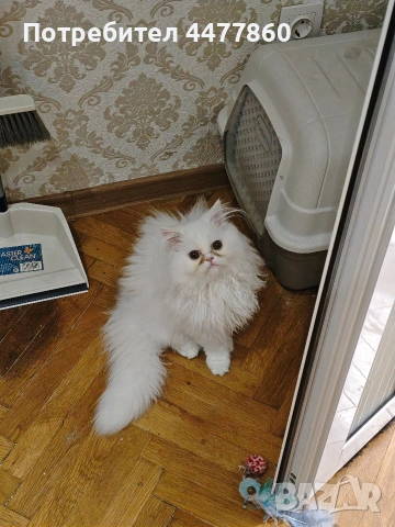Продавам мъжко персийско коте, снимка 6 - Персийска - 53173226