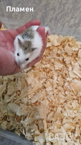 мини хамстери