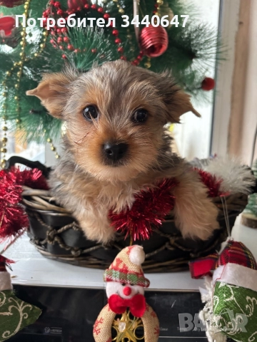 Мъжко йорки , снимка 6 - Йоркширски териер - 52897629