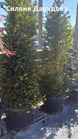 Тис, снимка 5 - Градински цветя и растения - 52501681
