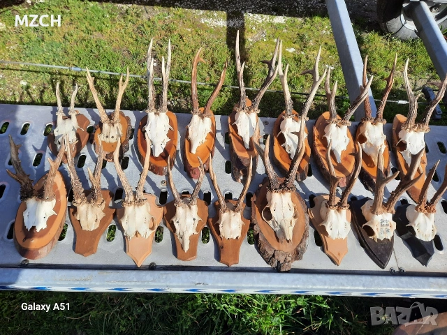 Трофей от сърндак. , снимка 13 - Декорация за дома - 54045665