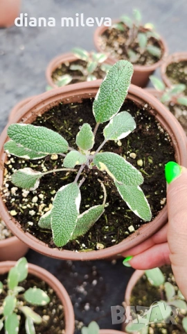 Шарена Салвия, Salvia officinalis, многогодишна, снимка 13 - Градински цветя и растения - 54010921