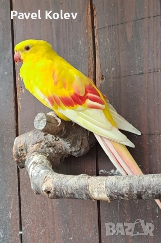 Коледна промоция на папагали , снимка 13 - Папагали - 52658145