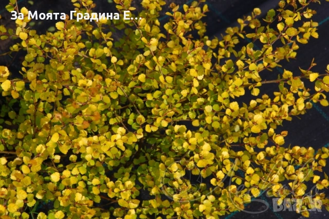 Жълта бреза джудже , снимка 3 - Разсади - 53634273