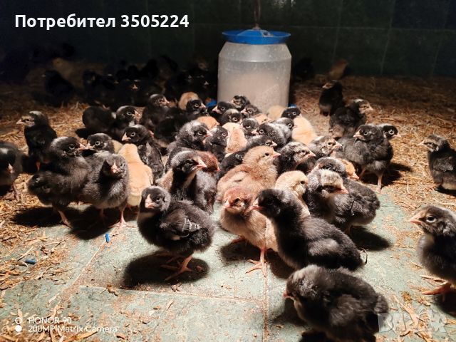 Малки пилета от един ден до 1 месец , снимка 3 - Кокошки и пуйки - 45220177