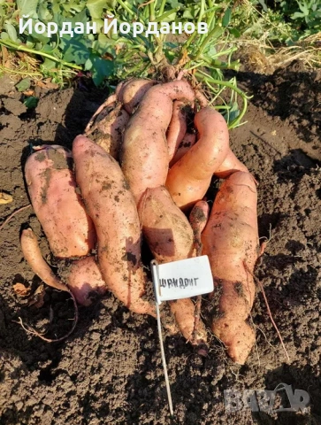 ЕКО Разсад за Батати (Сладки картофи) - 7 сорта, Реколта 2026, снимка 3 - Разсади - 53528408