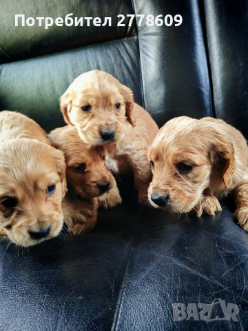 Продавам Английски кокер шпаньол , снимка 6 - Кокер шпаньол - 53928442