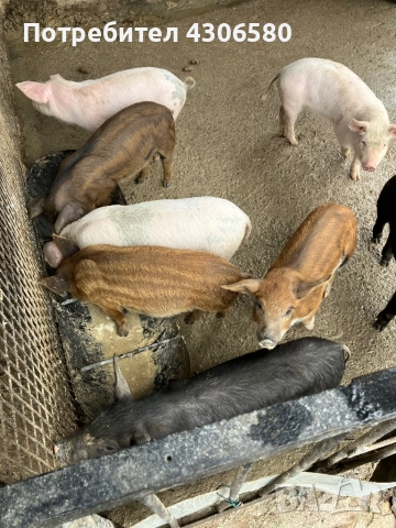 Прасенца, снимка 3 - Прасета - 52196292