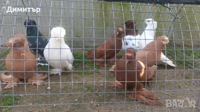 Продавам гълъби , снимка 2 - Гълъби - 50425241