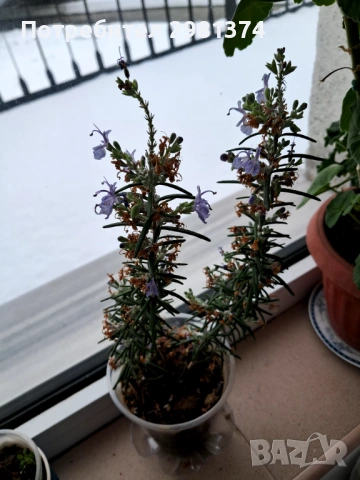 Розмарин, снимка 2 - Градински цветя и растения - 53190793