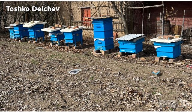 Продажба на пчелни кошери с пчели, снимка 1 - Други животни - 46321405