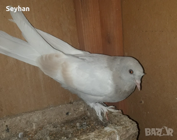 Мардини мардини , снимка 3 - Гълъби - 54082002