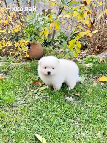 Померан момче със втора ваксина. Померанче, снимка 6 - Померан - 52548770