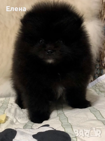 Померанче, снимка 8 - Померан - 52392869