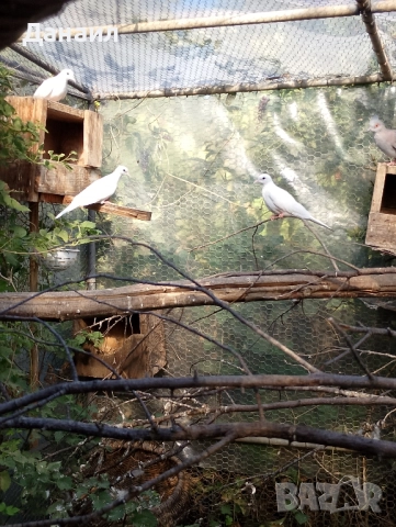 Сенегалски гугутки, снимка 10 - други­ - 51779307