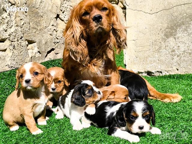 Кавалер Кинг Чарлз шпаньол 