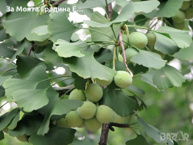 Гинко билоба , снимка 4 - Градински цветя и растения - 53620324