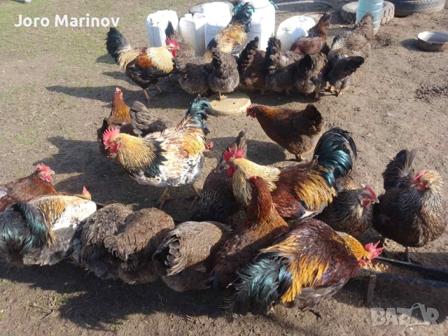 Оплодени яйца от Катунски кокошки, снимка 3 - Кокошки и пуйки - 53743218