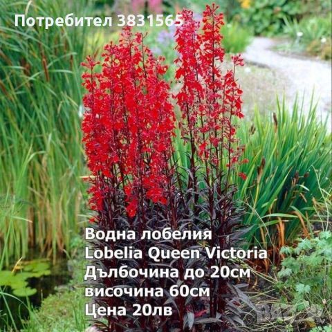 Водни лилии и водни растемия, снимка 13 - Градински цветя и растения - 45775201