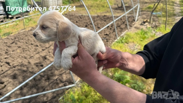 Кокер шпаньол, снимка 2 - Кокер шпаньол - 54215794