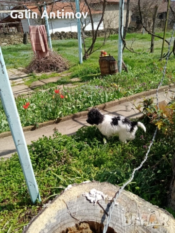 Кокер лагото, снимка 6 - Кокер шпаньол - 54045910