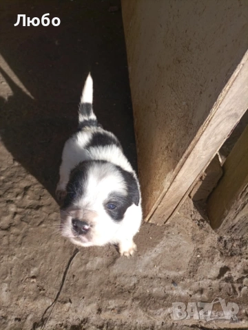 Подарявам малки кученца -каракачанки, снимка 2 - Каракачанска овчарка - 53488330