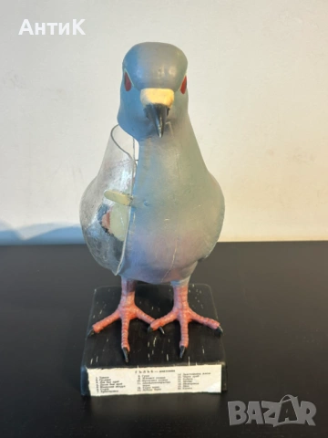 Соц Учебен Анатомичен Модел на Гълъб, снимка 4 - Антикварни и старинни предмети - 53667367