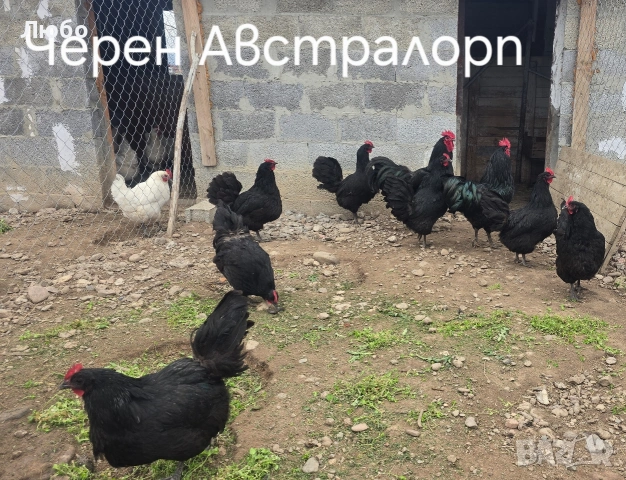 Оплодени яйца Брезе, Австралорп, Черен мед Маран и Крем Легбар, снимка 11 - За птици - 53035367