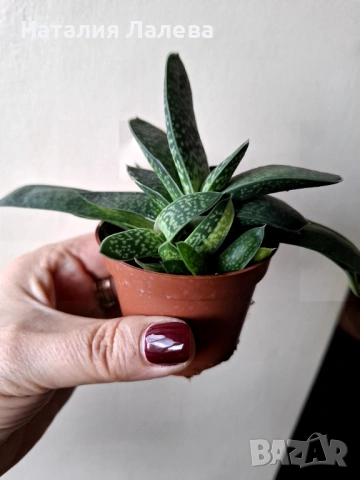 Гастерия, gasteria, снимка 3 - Стайни растения - 53409205