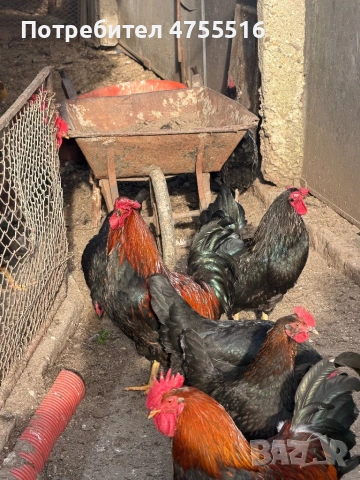 Продавам петли за месо и разплод , снимка 5 - Кокошки и пуйки - 53714758
