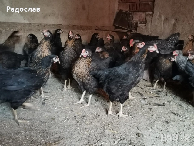 Ярки Супер Харко за яйца и месо , снимка 2 - други­ - 53651148