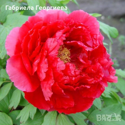 Божур, снимка 3 - Градински цветя и растения - 54232997