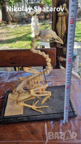 Анатомичен модел. кокошка