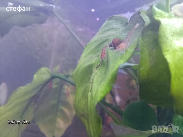 скариди ред чери, снимка 3 - Рибки - 54163978