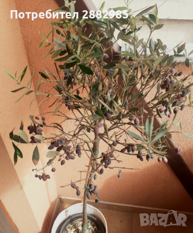 Уникални декоративни маслини