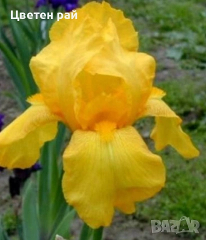 Ризоми на ириси 2€брой цвят на късмет от показаните , снимка 8 - Градински цветя и растения - 54198963