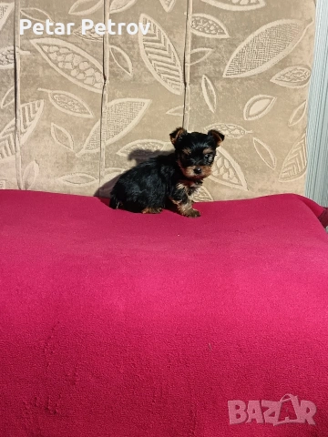 Йоркширски териер мини , снимка 11 - Йоркширски териер - 53883069