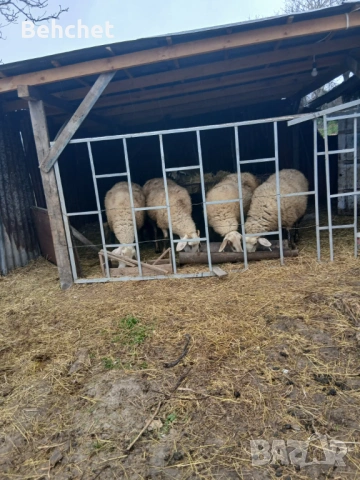 Овце за продан, снимка 3 - Овце - 54082440