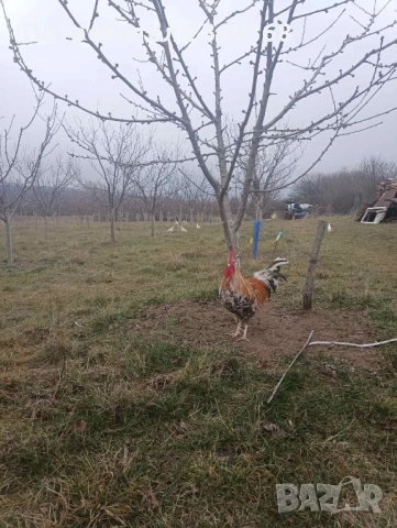 Петел Италианец