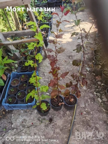 Декоративна червена ябълка-Малус, снимка 4 - Градински цветя и растения - 53631508