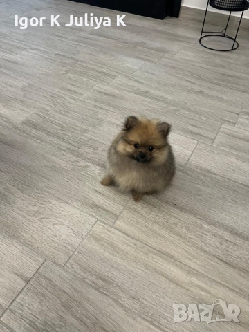 Померанчета, пухави топки, снимка 9 - Померан - 52677456